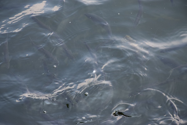 2026年海关外事暨港澳台工作会议在济南召开