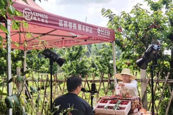 陕西樱桃双线热销火出圈，顺丰小哥护航 “甜蜜” 奔赴全国