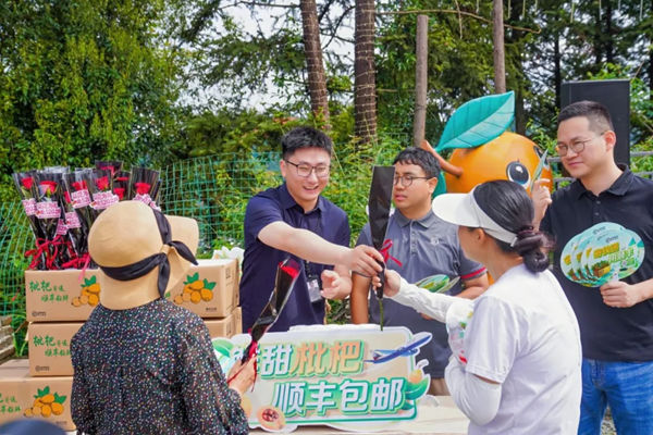 即买即寄， 顺丰助推三潭枇杷产业开启增收新通道